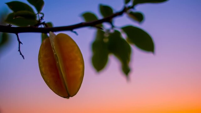 Star Fruit Hanging from a Tree Branch at Sunset - Tropical Fruit Close-Up
