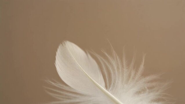 A close-up, soft-focus shot captures the delicate beauty of a single white feather, its fine barbs gently splayed against a muted, neutral background, evoking a sense of lightness and tranquility
