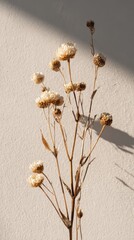 Dried flower stem in soft natural light on beige background