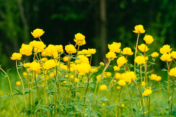 Obraz premium Yellow globeflowers populating a lush green meadow, showcasing vibrant spring blossoms in a natural setting, evoking concepts of nature, growth, and the changing seasons