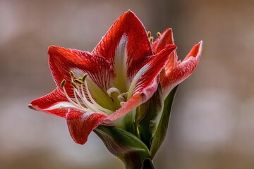 Scarlet Amaryllis Blossom: A close-up view unveils the intricate beauty of a vibrant scarlet amaryllis flower, its petals adorned with delicate white streaks and a touch of velvety texture.