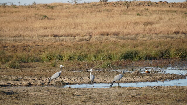Sout Africa's national bird the Blue Crane standing in a local watering hole