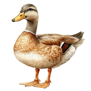 Duck, illustration watercolor with dynamic strokes and balanced color harmony, isolated on a white background.