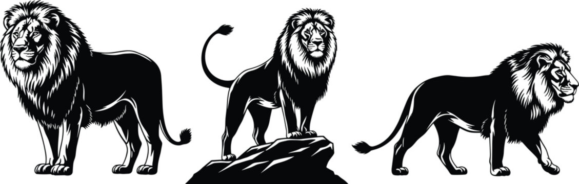Majestic Male Lion Vector Illustration Set Featuring Three Powerful Black and White Regal Predators in Standing Poses on Rocks for Logos Branding and Graphics