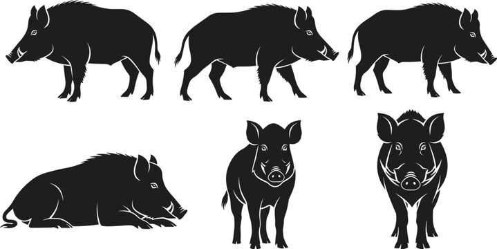 Set Of Black Wild Boar Silhouettes Featuring Feral Pigs And Razorbacks In Various Poses Including Standing Walking And Lying Down For Hunting Wildlife Vector Illustration