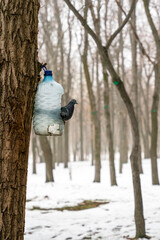 Obraz premium A feral pigeon (rock dove) sits on a homemade bird feeder made from a plastic water bottle, which is attached to a tree trunk in a snowy winter forest or park setting.