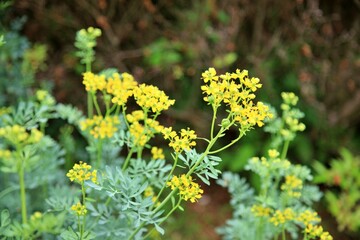 원예식물 노란색 꽃이 핀 운향초