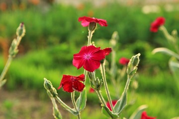 원예식물, 빨간색 우단동자