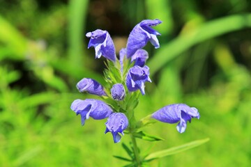 원예식물, 보란색 용머리