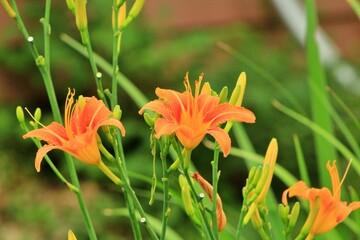 주황색 왕원추리 꽃