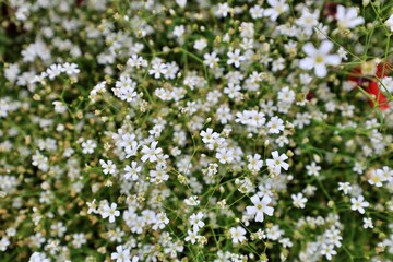 원예식물 흰색꽃이 핀 안개초