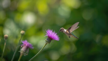 Obraz premium Small hummingbird hovering near a vibrant purple blossom, illustrating bird-flower interaction
