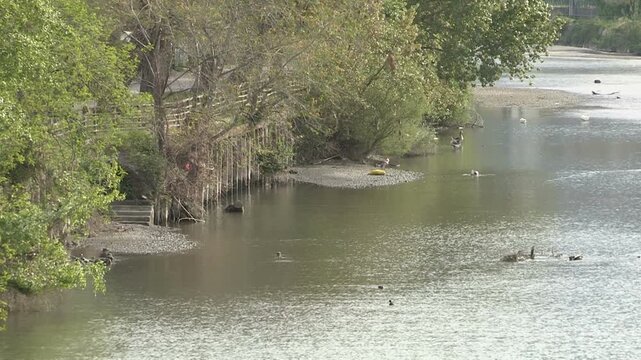 A second view of some birds in the river Entella