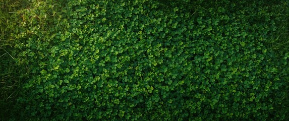 Natural clover carpet with a top view of clover and grass background