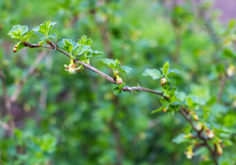 Obraz premium Blossoming branch of a gooseberry (Ribes rubrum) on a blurred background. Selective focus.