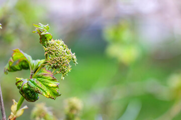 Fototapeta premium Green leaves of viburnum on a background of green grass. Shallow depth of field.