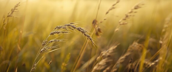 Fototapeta premium Panicum Miliaceum (proso millet or common millet) plant detailed shot with a yellow-green blurry backdrop