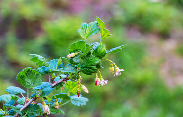 Blossoming branch of a gooseberry (Ribes rubrum) on a blurred background. Selective focus.