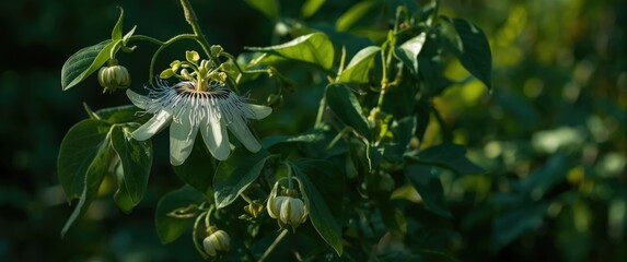 White Passionflower Blossoms in the Garden with Green Foliage in Spring