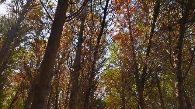 Low angle view of colorful bald cypress trees with sunlight filtering through the canopy in Liujia, Tainan, Taiwan.