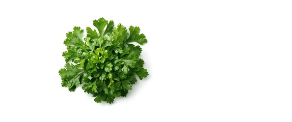 Fototapeta premium White background with fresh coriander leaves
