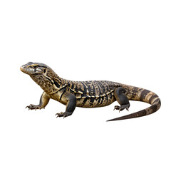 Obraz premium Striped lizard in a crawling pose