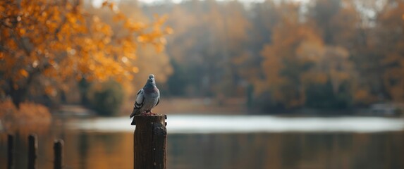 Fototapeta premium A solitary pigeon sits on a rustic wooden fence, with a soft autumn background