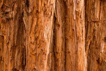 Obraz premium Redwood tree bark background texture
