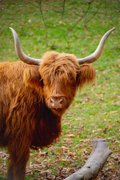 Portr&auml;t einen schottischen Highland-Rinds 
