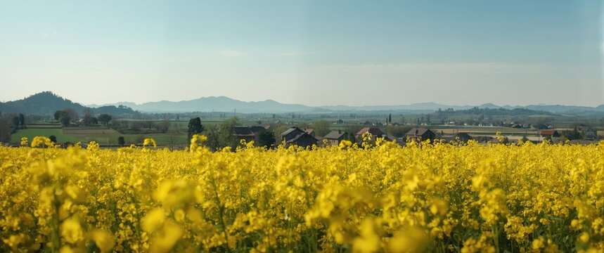 Luoping Spring Yunnan: Canola flower field