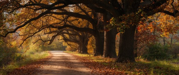 Tree-lined dirt path with oak trees casting shadows, set in a colorful autumn nature scene with greenery and forest elements