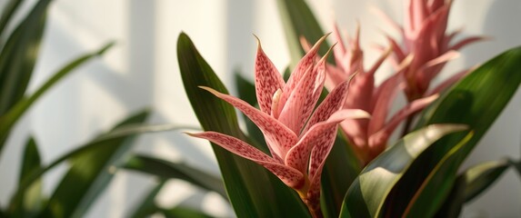 Pink Bromeliads Indoor Plant Background