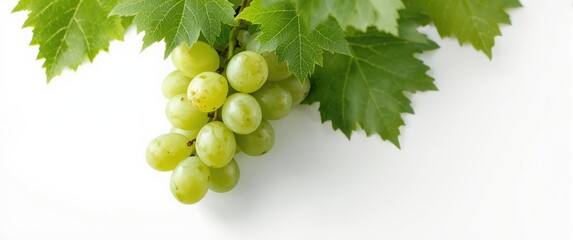 Fresh green grapes accompanied by leaves