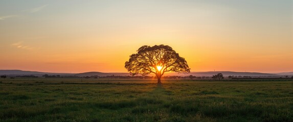 Lonely araucaria tree at dusk in Rio Grande do Sul pampa - Southern Brazil