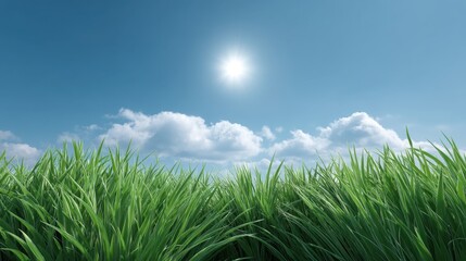 Fototapeta premium Lush Green Grass Field Under Bright Blue Sky with Fluffy White Clouds and a Radiant Sun Providing Warmth and Natural Beauty in a Serene Landscape