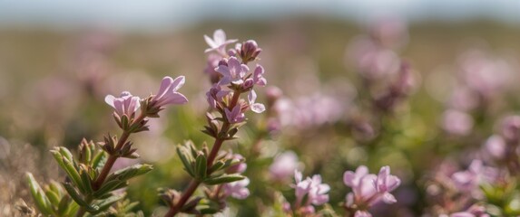 Fototapeta premium Detailed macro shot of blooming Thymus serpyllum, Breckland wild thyme, creeping thyme, or elfin thyme