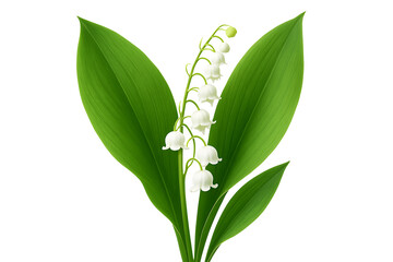 Lily of the valley flower with green leaves botanical illustration isolated on transparent background