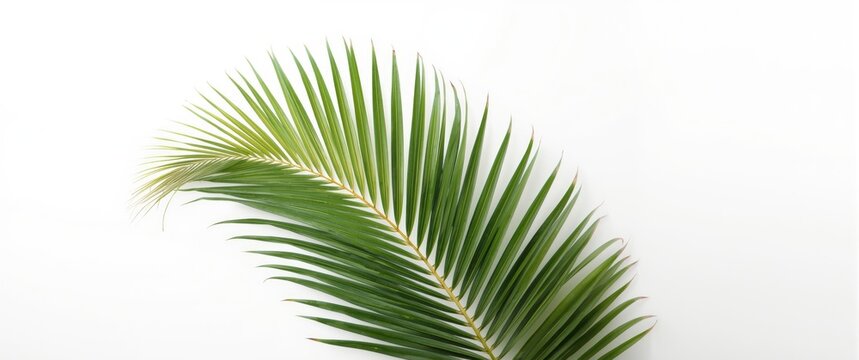 White summer backdrop with tropical green palm leaf