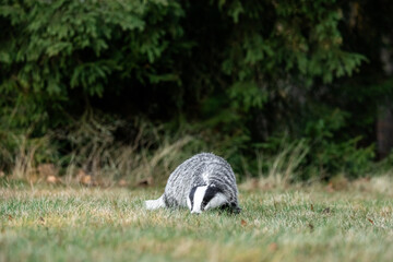 A Eurasian badger moves cautiously across a grassy clearing at the edge of a dense forest. Its distinctive black-and-white markings stand out against the deep green backdrop of woodland vegetation.  © Dagmar