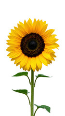 Obraz premium Bright yellow sunflower with green stem and leaves in full bloom. Isolated on transparent background