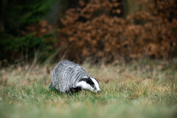 A Eurasian badger moves cautiously across a grassy clearing at the edge of a dense forest. Its distinctive black-and-white markings stand out against the deep green backdrop of woodland vegetation.  © Dagmar