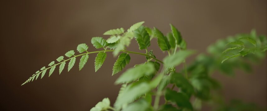 Known as moringa suplir, Adiantum radianum is a popular ornamental plant