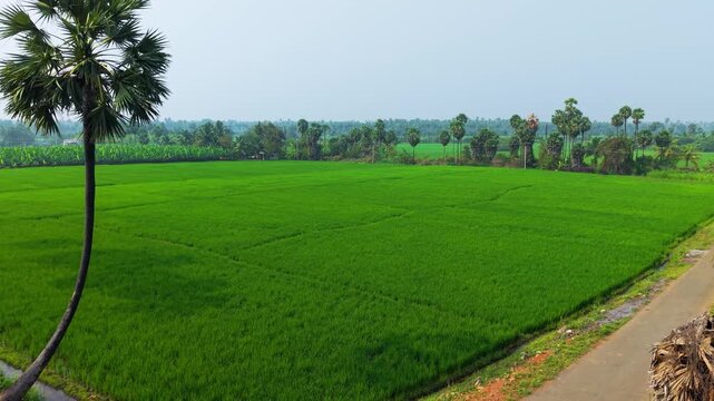 Lush green rice paddy fields stretch across a serene rural landscape, dotted with tall palm trees, winding paths and irrigation canals, capturing peaceful Indian countryside agriculture in daylight.