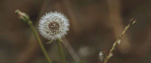 Obraz premium Tanpopo, the white flower of the dandelion closed bud