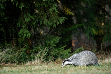 A Eurasian badger moves cautiously across a grassy clearing at the edge of a dense forest. Its distinctive black-and-white markings stand out against the deep green backdrop of woodland vegetation.  © Dagmar