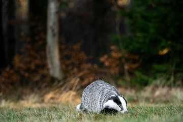 A Eurasian badger moves cautiously across a grassy clearing at the edge of a dense forest. Its distinctive black-and-white markings stand out against the deep green backdrop of woodland vegetation.  © Dagmar