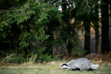 A Eurasian badger moves cautiously across a grassy clearing at the edge of a dense forest. Its distinctive black-and-white markings stand out against the deep green backdrop of woodland vegetation.  © Dagmar
