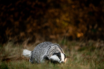 A Eurasian badger moves cautiously across a grassy clearing at the edge of a dense forest. Its distinctive black-and-white markings stand out against the deep green backdrop of woodland vegetation.  © Dagmar