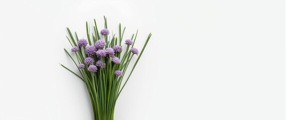 Fototapeta premium Chives featuring flowers isolated against a white backdrop