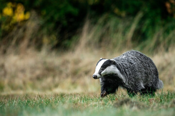 A Eurasian badger moves cautiously across a grassy clearing at the edge of a dense forest. Its distinctive black-and-white markings stand out against the deep green backdrop of woodland vegetation.  © Dagmar
